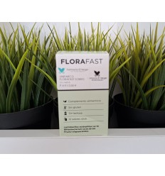 FLORATAB